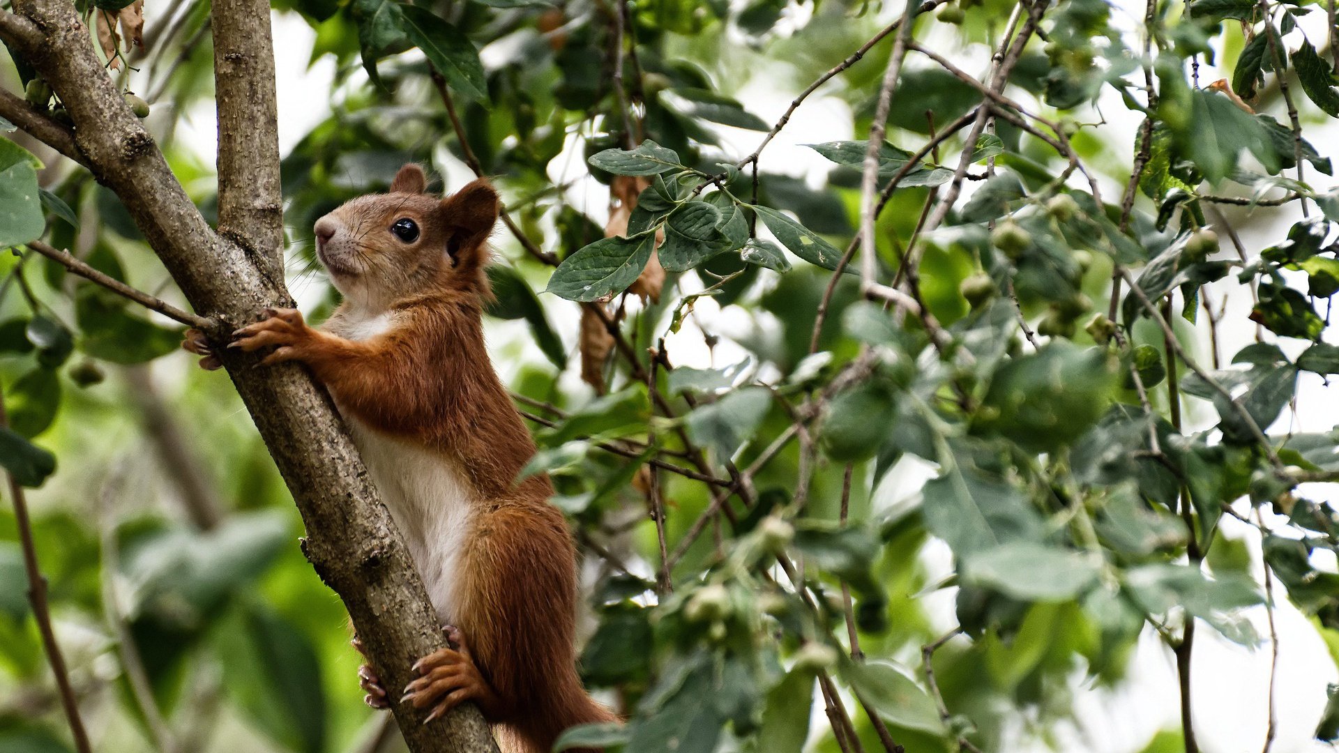 NBA官方公布月度最佳球员,塔图姆与约基奇当选,2021nba月最佳球员