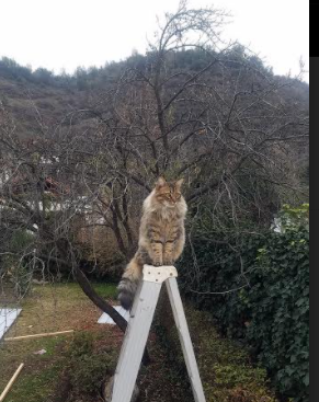 女足比赛中,中国队赢得对手赞美,中国女足热议