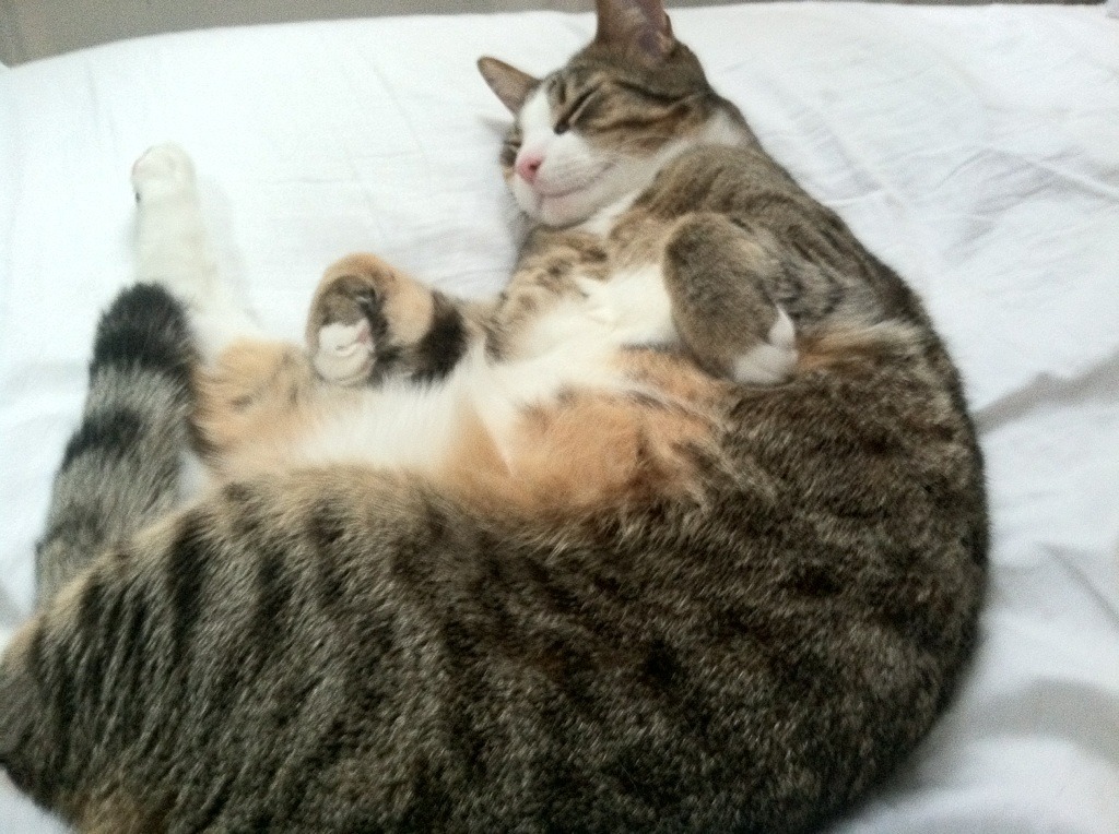 im体育官方登录-沙尔克遭遇连败，德甲排名不容乐观，沙尔克遭遇连败,德甲排名不容乐观的球员