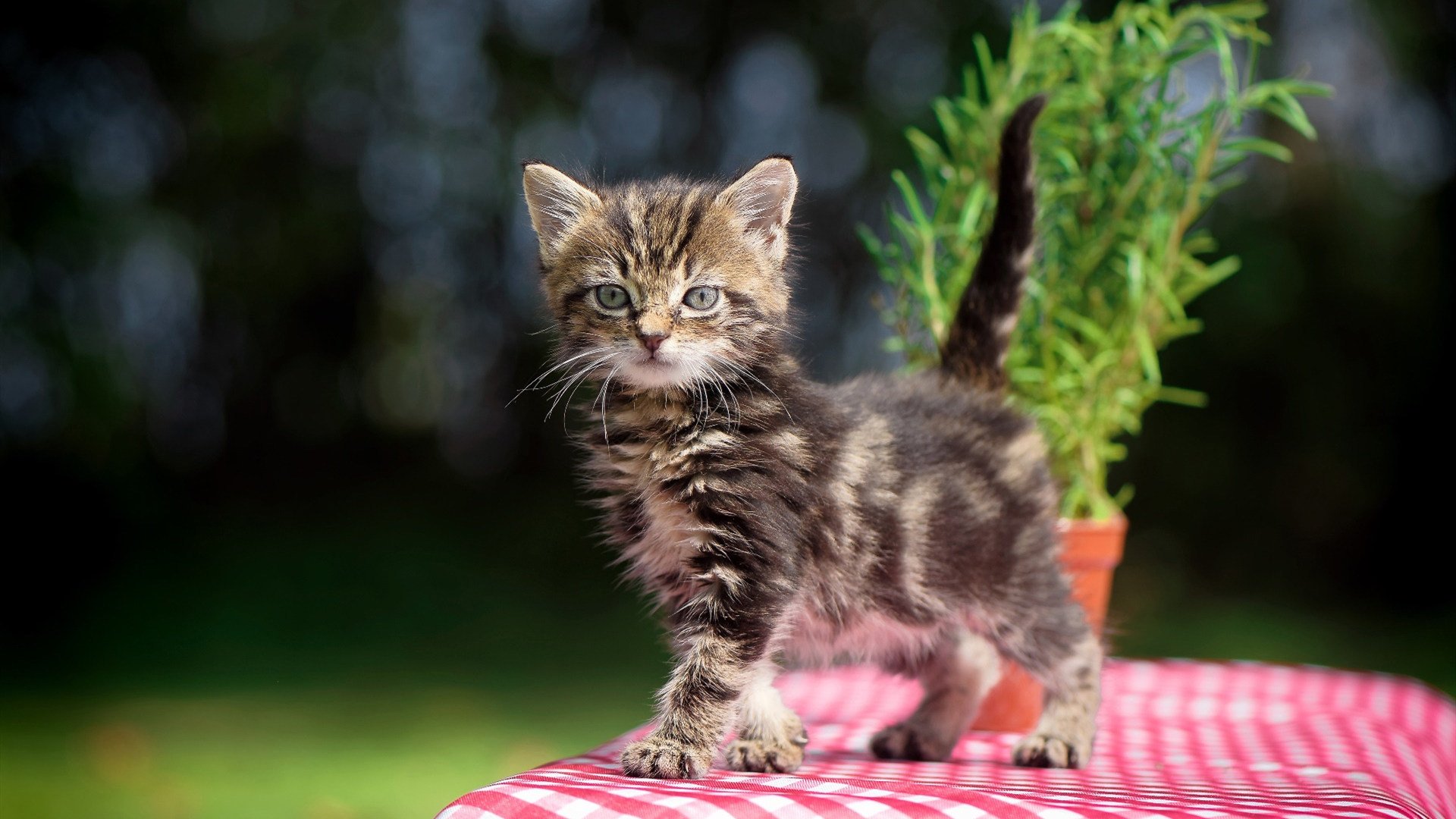 im体育官网入口-热刺客场小胜伯恩茅斯，保住前四位置，热刺1_0伯恩利