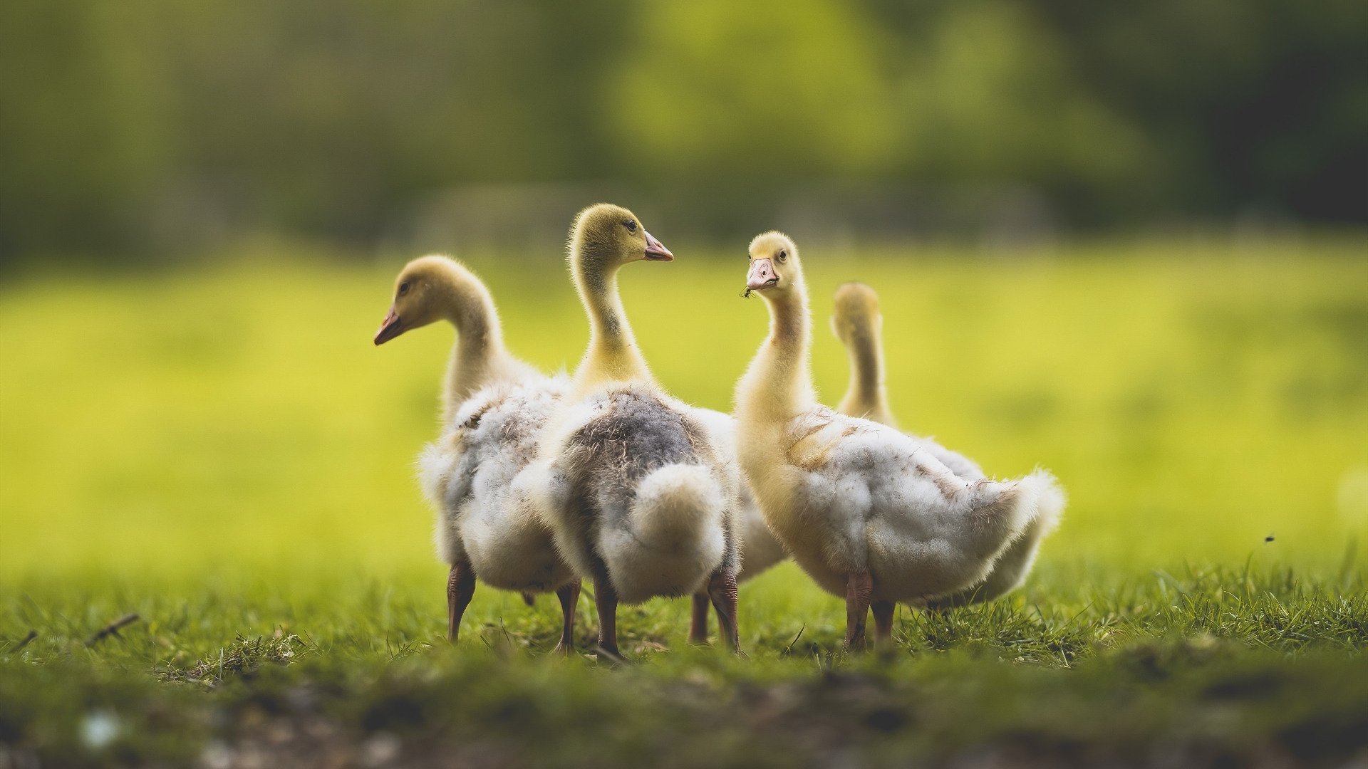 球员社交媒体影响力是否超越场上表现，篮球社交媒体