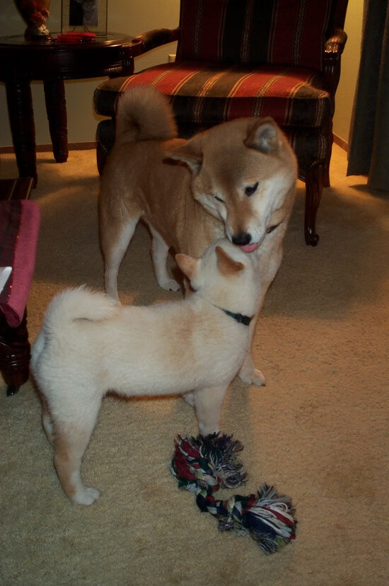 im体育官方平台-综合乒乓球赛季奖牌榜，乒乓球联赛季军