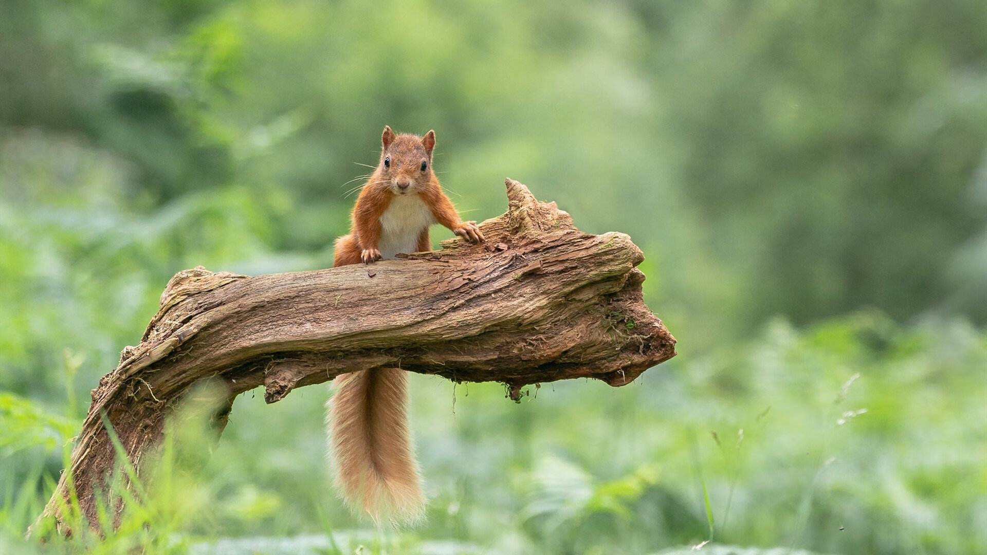 im体育app官方下载-马赛领袖在一场重要比赛中力克对手，展现出强大实力，马赛主帅