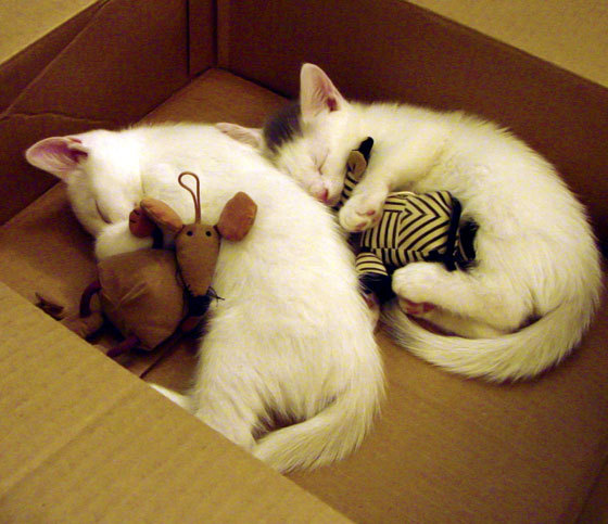 tiyu-imAPP下载-马里奥帮助亚特兰大，客场大胜博洛尼亚，马里奥兰扎