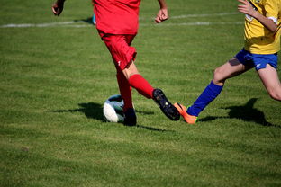 im体育官方平台-世界男子排球联赛意大利主场折桂，意大利男子排球联赛直播