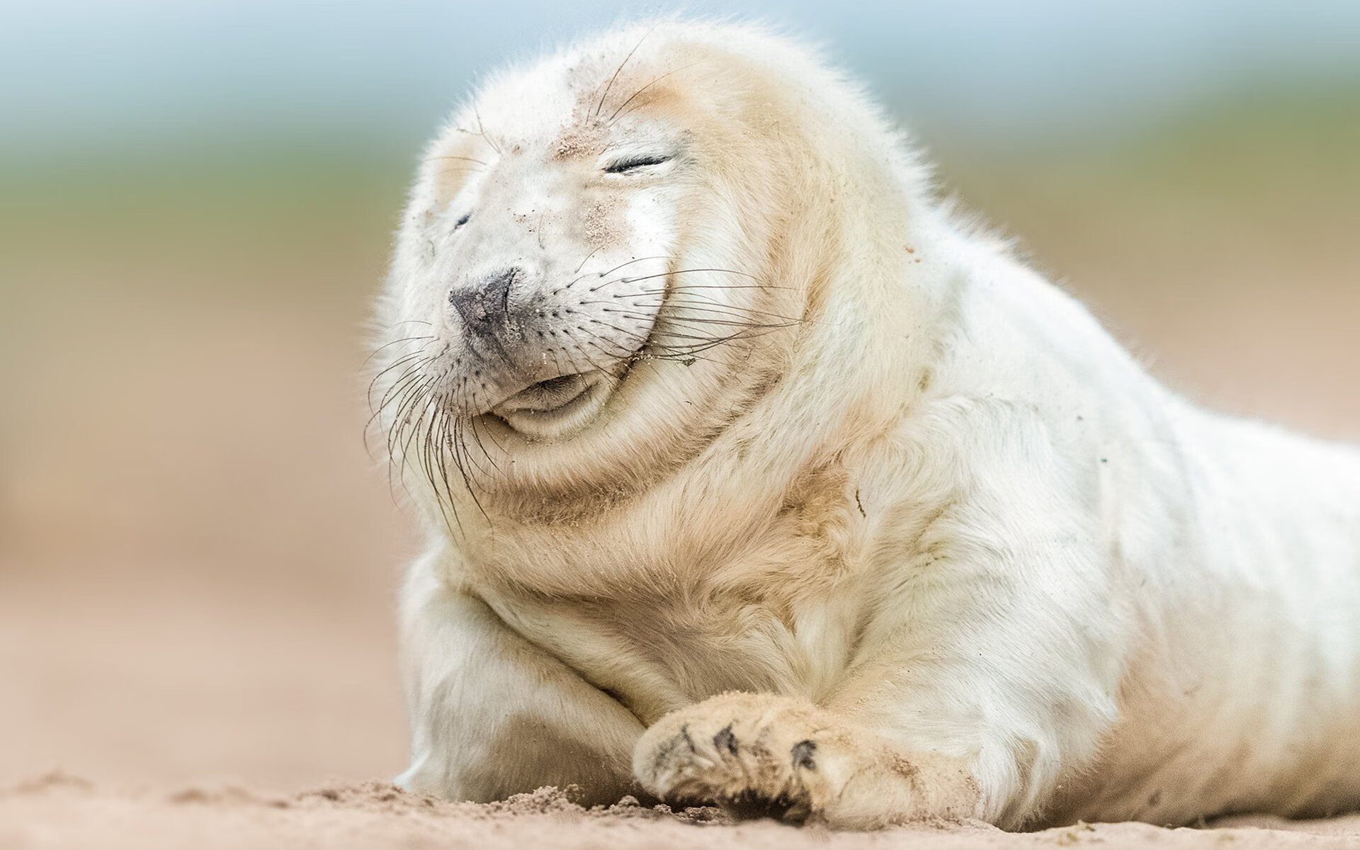 im体育官网登录-澳大利亚队未来发展蓝图：如何成为世界乒乓强队，2021澳大利亚乒乓球队