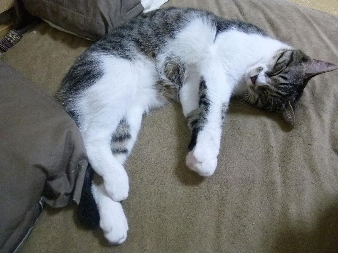 IM体育下载-辽宁男篮连胜纪录终结教练坦言需要调整节奏，辽宁男篮战绩表