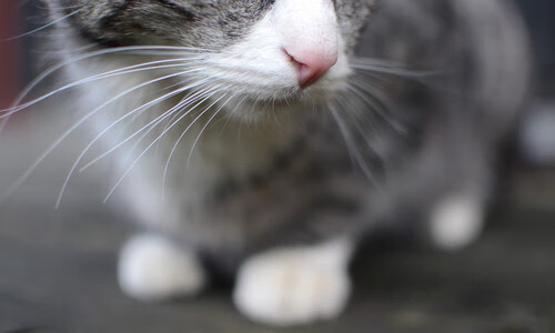 意甲攻防大战:场面火爆,精彩纷呈,意甲防守怎么这么严