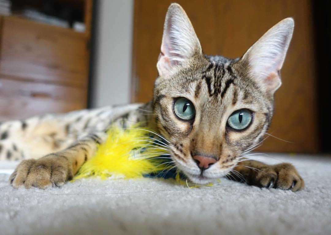 转播团队技术升级全程多角度跟拍呈现赛事全貌，转播团队组成