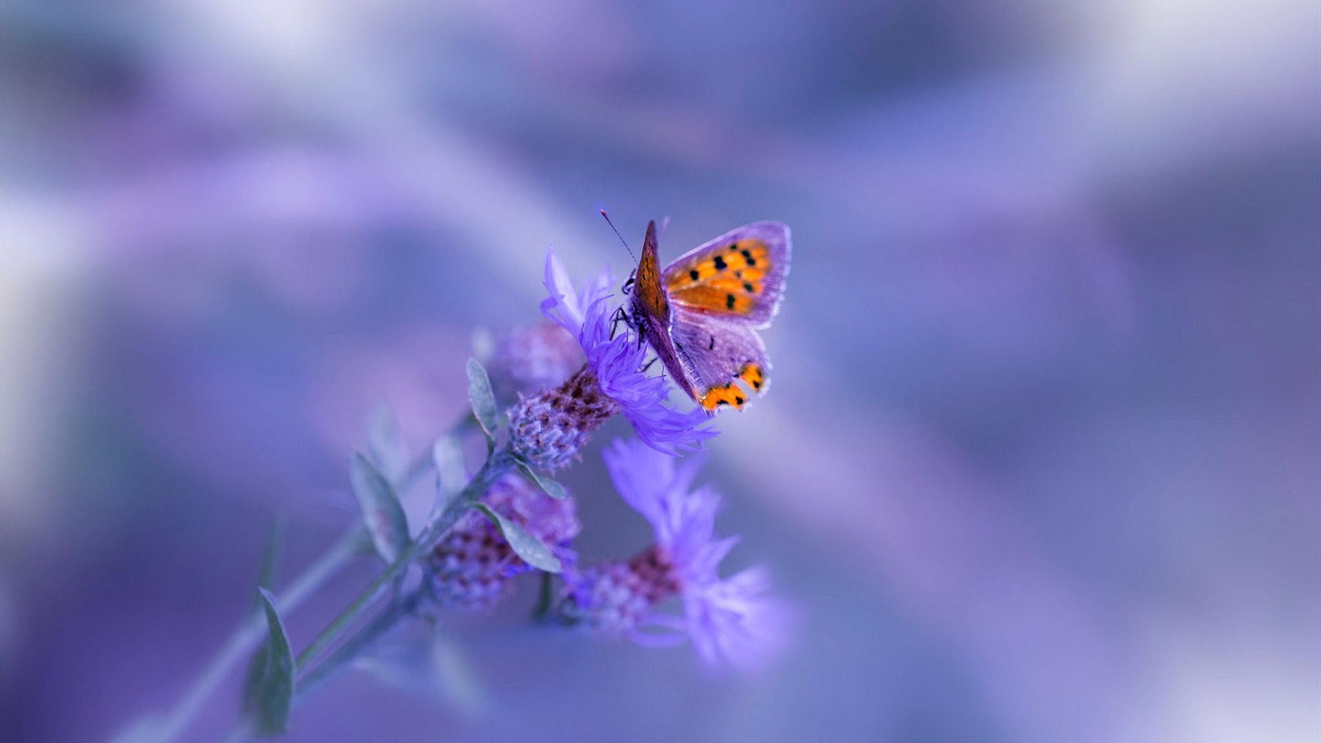 im电竞官网登录-自由泳接力摩纳哥逆转取胜，自由泳接力决赛